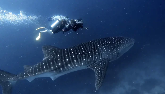 199fb4ee06b88f14c3be8270e2834f13-new