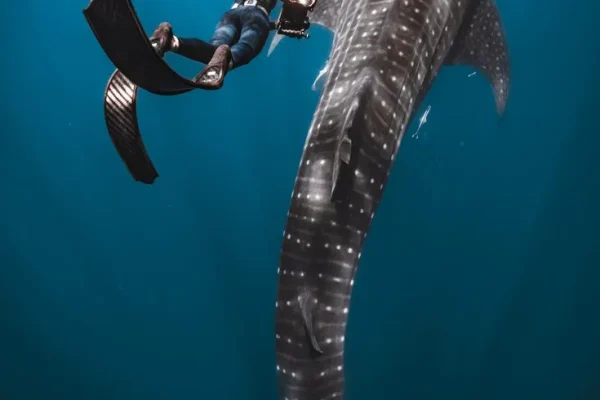 2182af6800ee3b00e022df521a9bf4d9-new