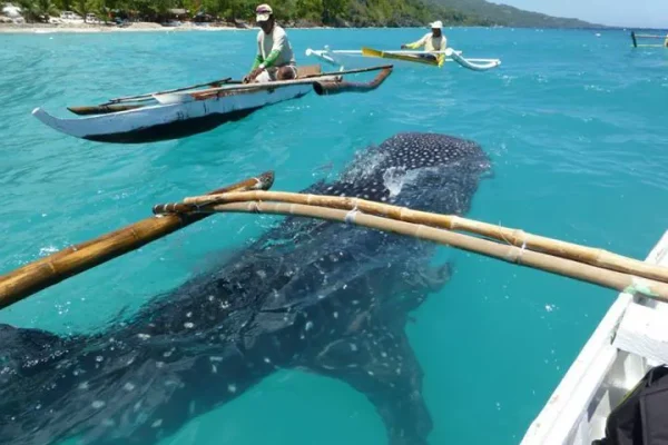 427955f6444291f2e45d232019362c57-new