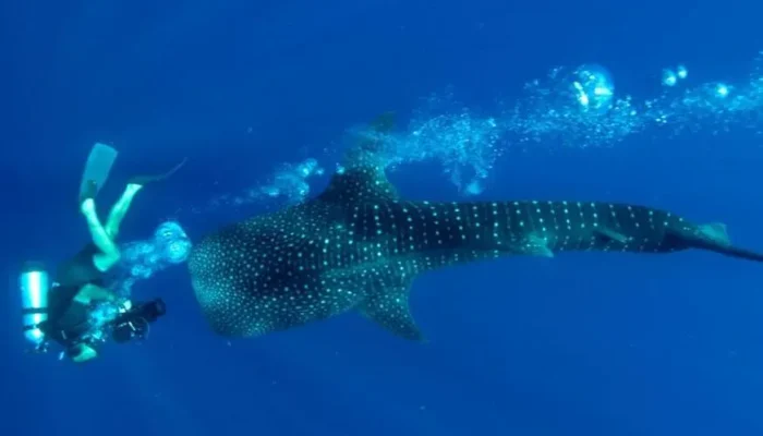 43ef7e7b1e17352f830a5baa77562b03-new-new