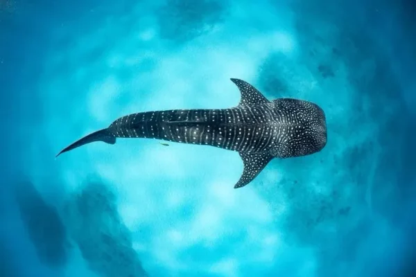 79ca471807e9c1a844519334885e9682-new