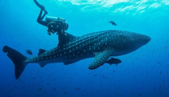 eaa8f08579f014e1e114bca5a2bb2ef1-new