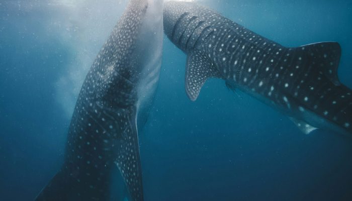 kevin-charit-bZc2GI4LR2Q-unsplash (1)