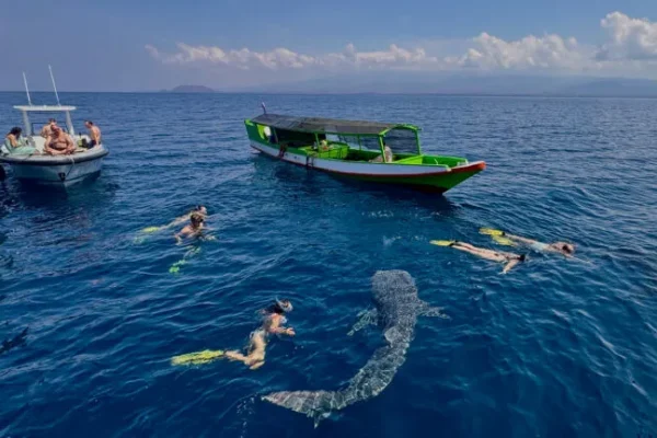 whale-shark-sumbawa-swimming-768x432-new