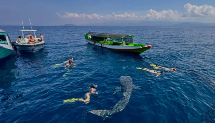 whale-shark-sumbawa-swimming-768x432-new