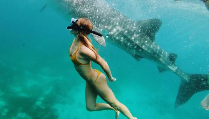 wisata-snorkeling-hiu-paus-sumbawa-1024x576-new